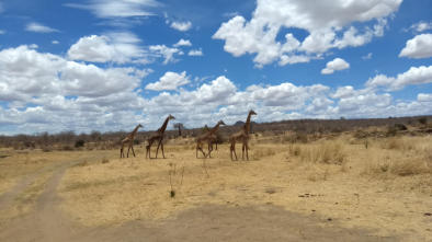 Giraffen im Ruaha National Park